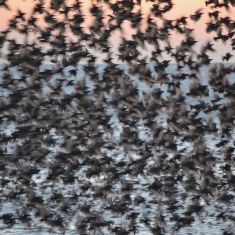 close up photo of a murmuration of starlings