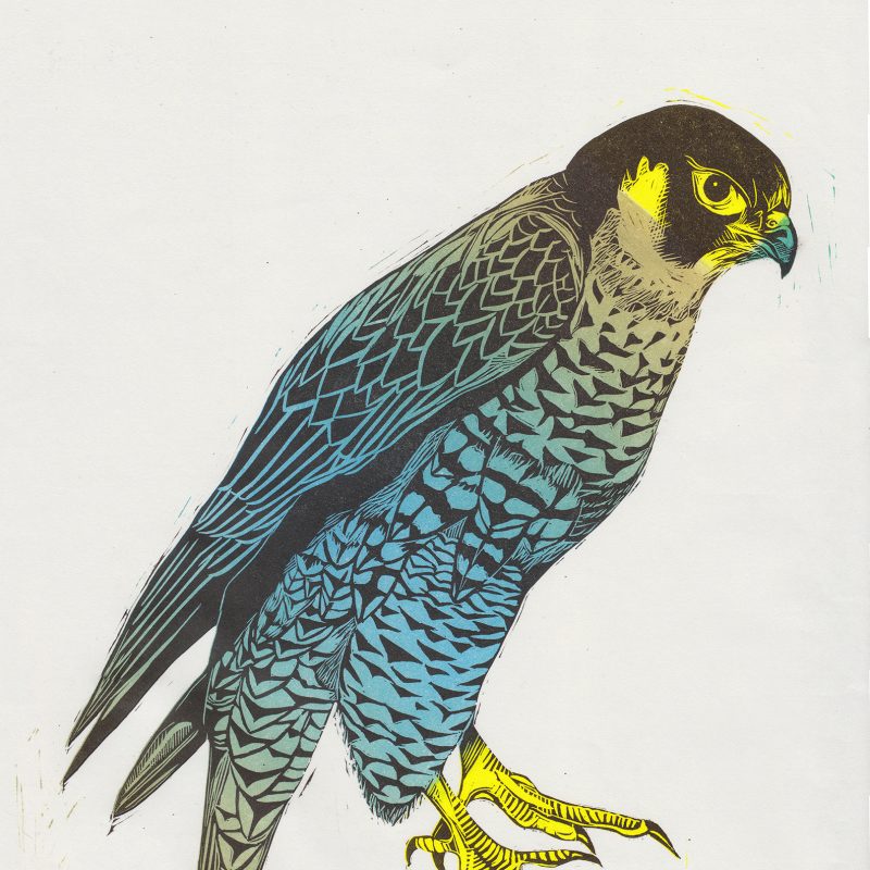 A reduction linocut of a falcon bird