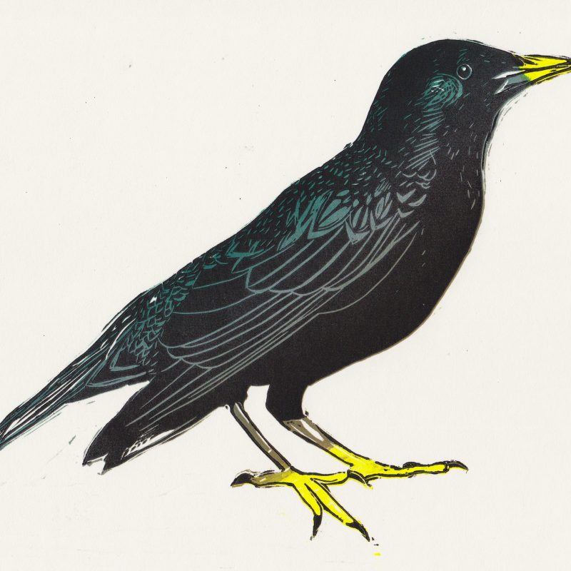 A linocut print of a starling bird