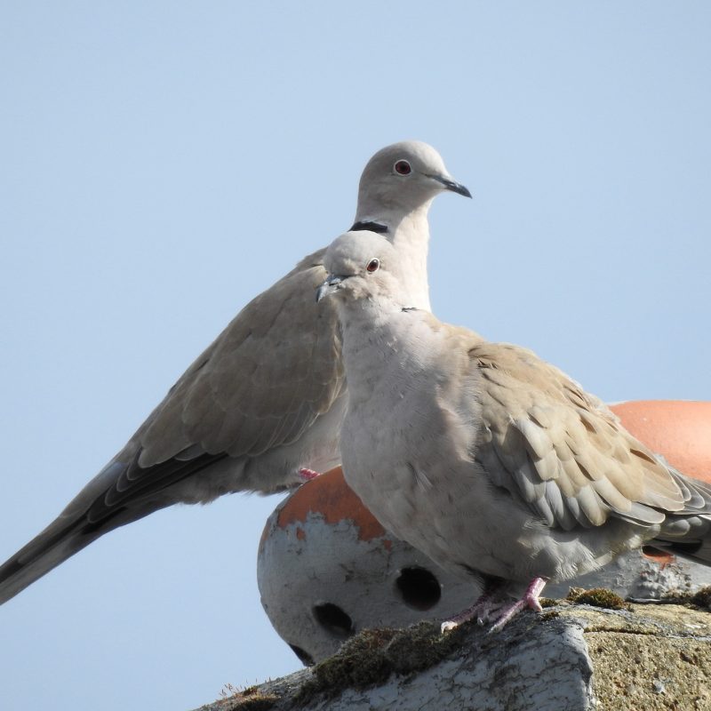 Two birds are standing on a rooftop looking at the camera 