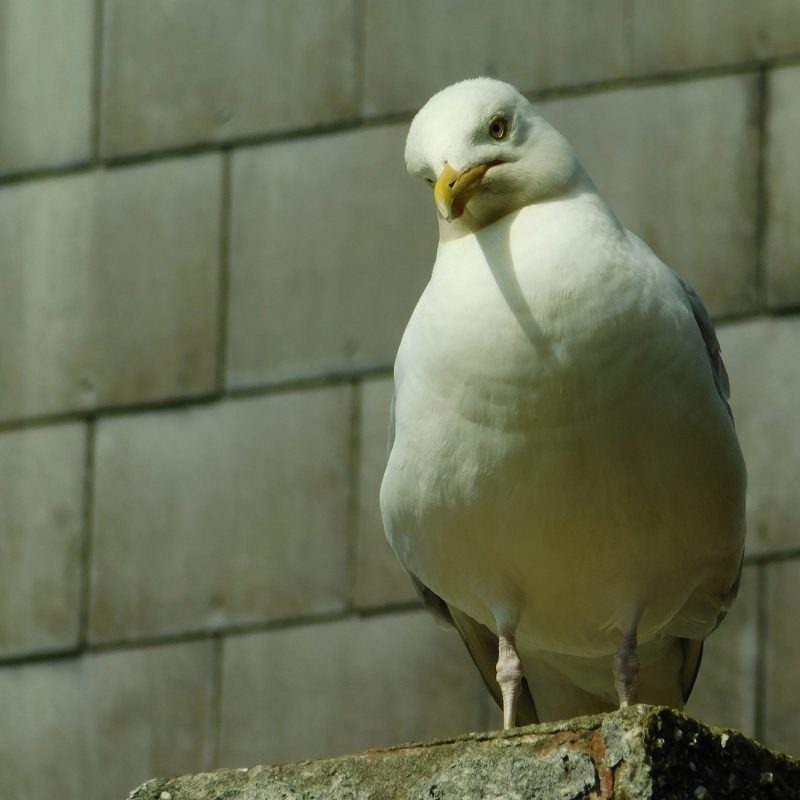 A close up photo of a seagull, its head is tilted and it is looking at the camera.