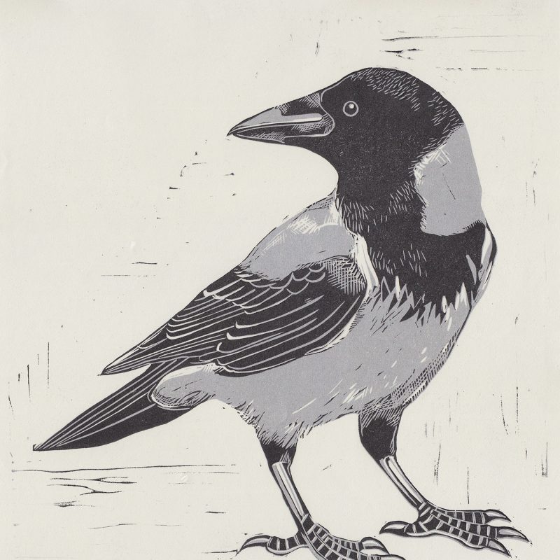 A linocut print of a hooded crow bird