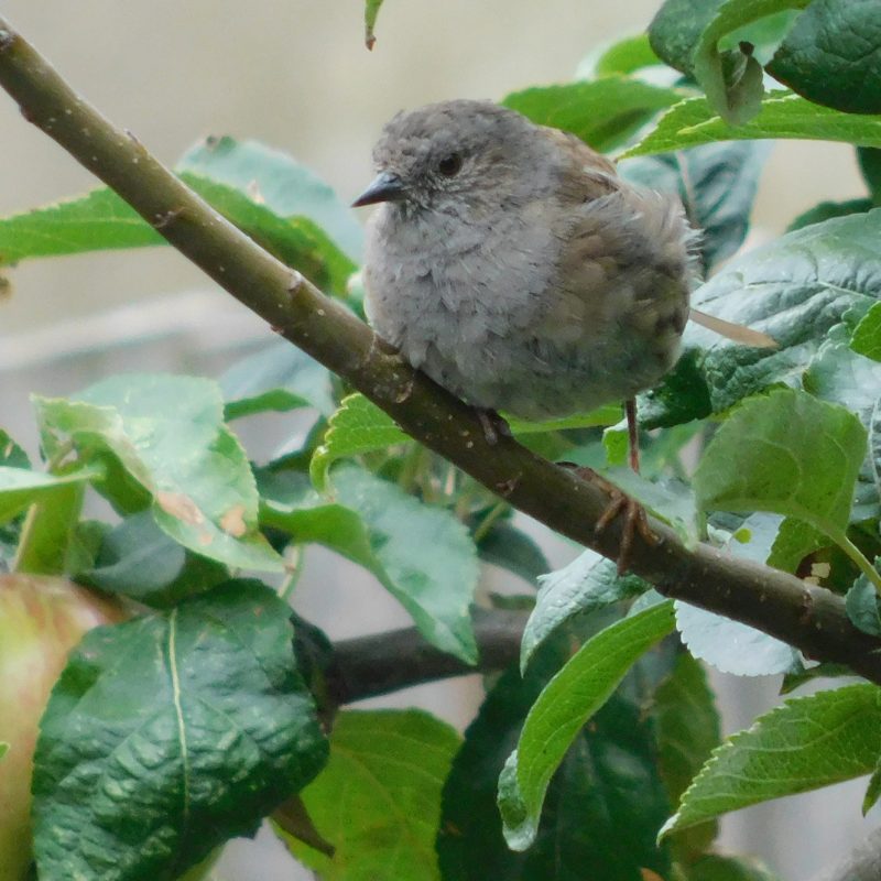 A small brown bird sits on a branch surrounded by green leaves 
