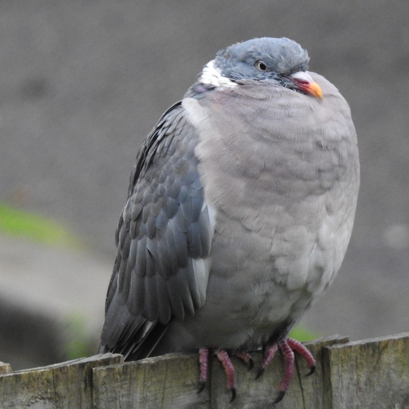 A pigeon sits huddled on a fence 