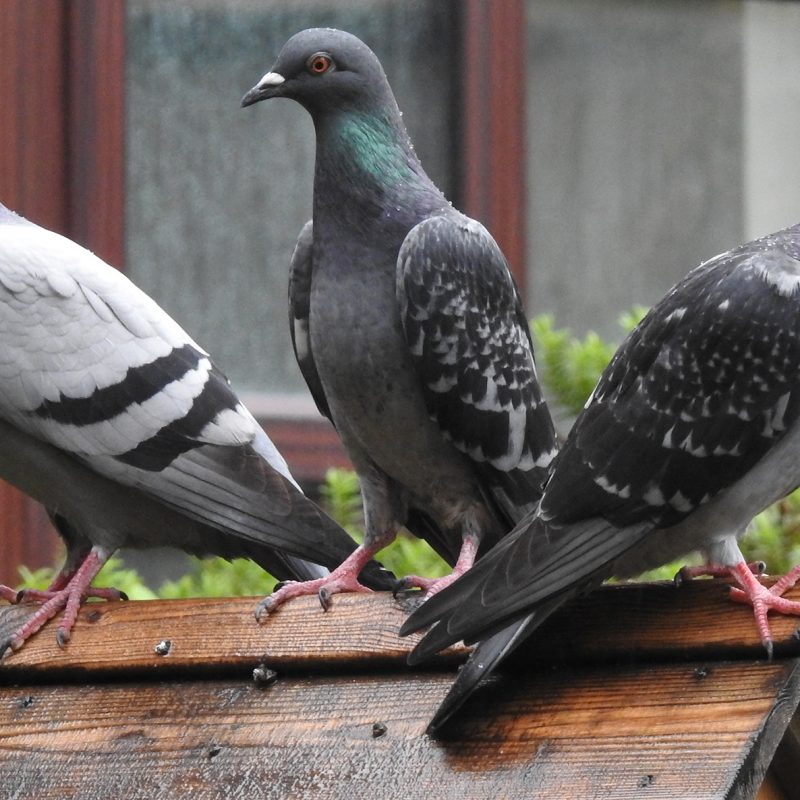 Three pigeons are sitting on a birdhouse.