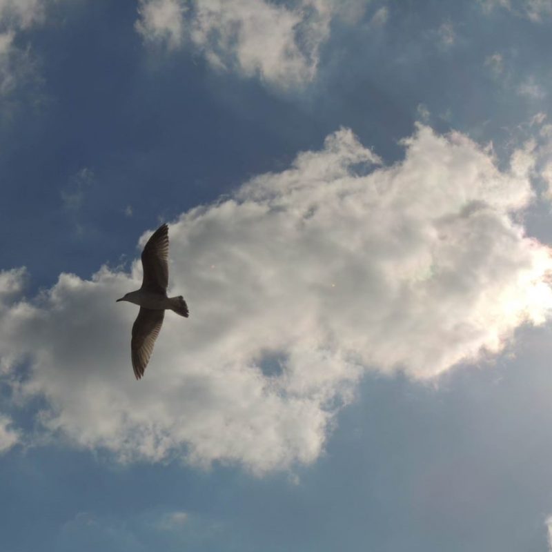 A seagull flies in the sky with white clouds and blue sky in the background
