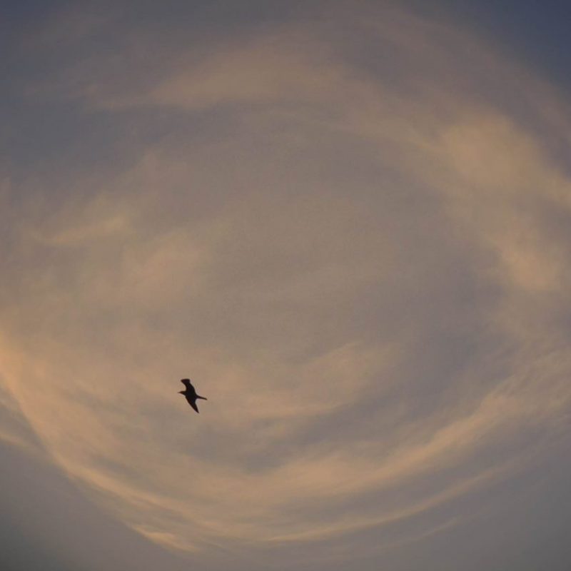 A seagull flies in front of a dusky sky