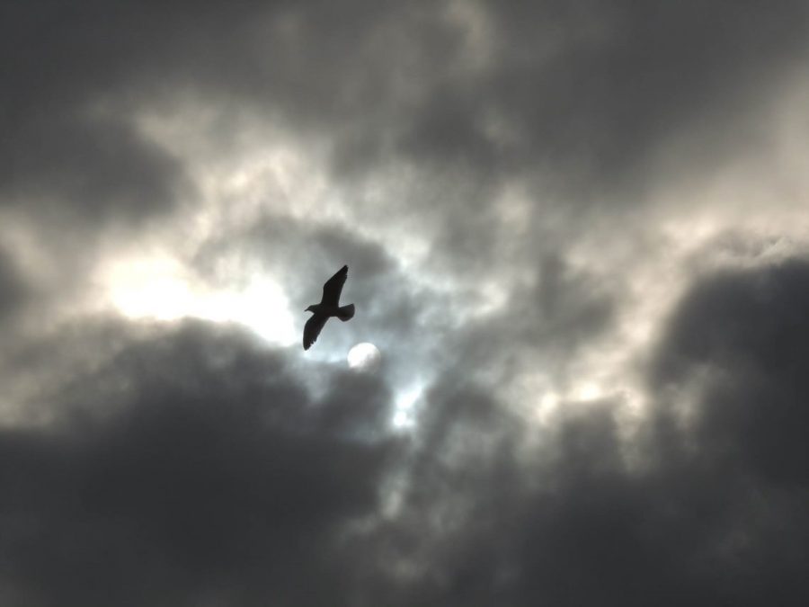 A seagull flies just left of centre of the image, with clouds in the background and the sun peeping through the clouds. 