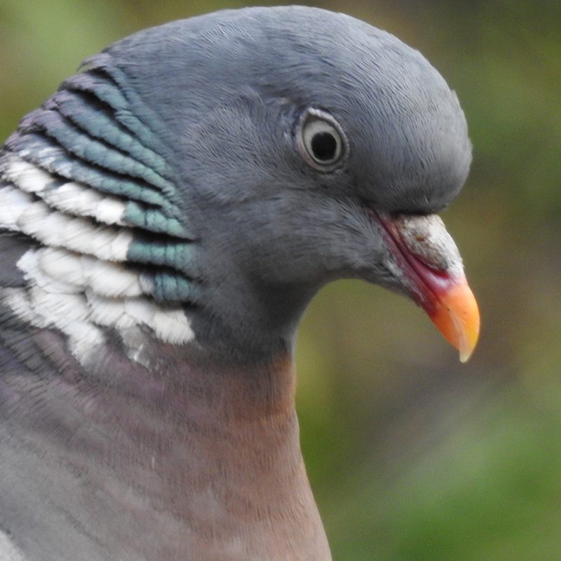 A close up view of a pigeon.