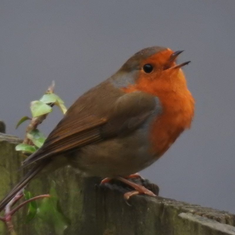 A close up of a Robin, with its beak open