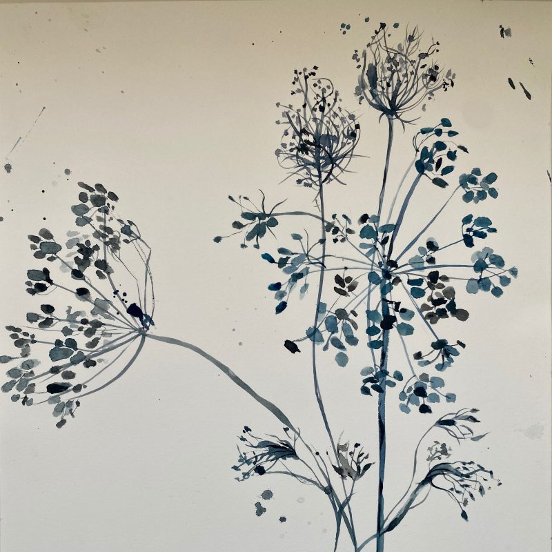 Original black and white watercolour of dried cow parsley, delicate line and wash