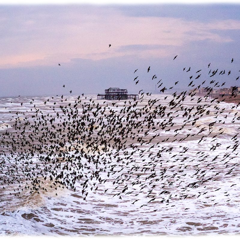 Starlings murmuring at in a pink winter sunset with the sea and Brighton West pier behind