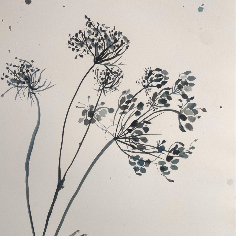 Watercolour on paper of cow parsley in black and white wash