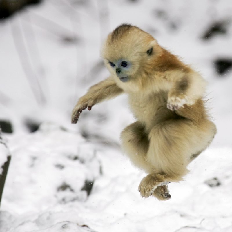 Photo Jumping Snow Monkey 