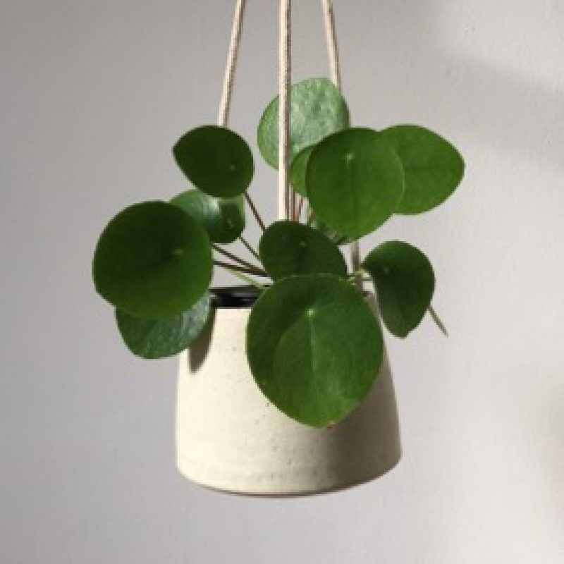 Hanging pot in oatmeal
