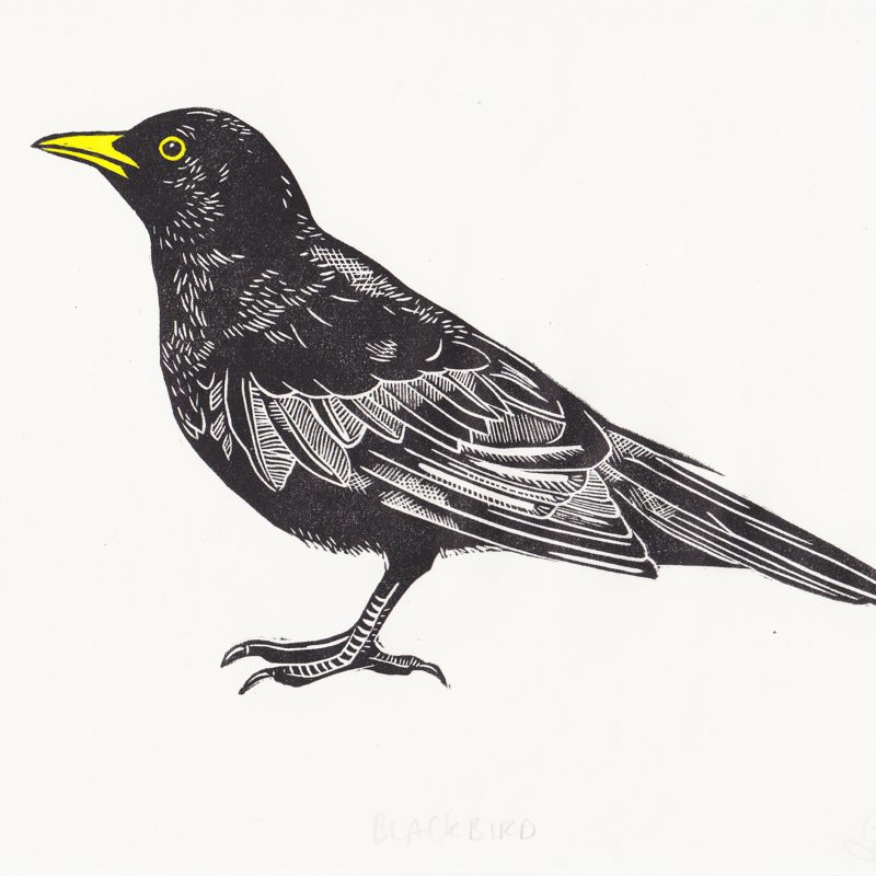 A black and white linocut print of a blackbird