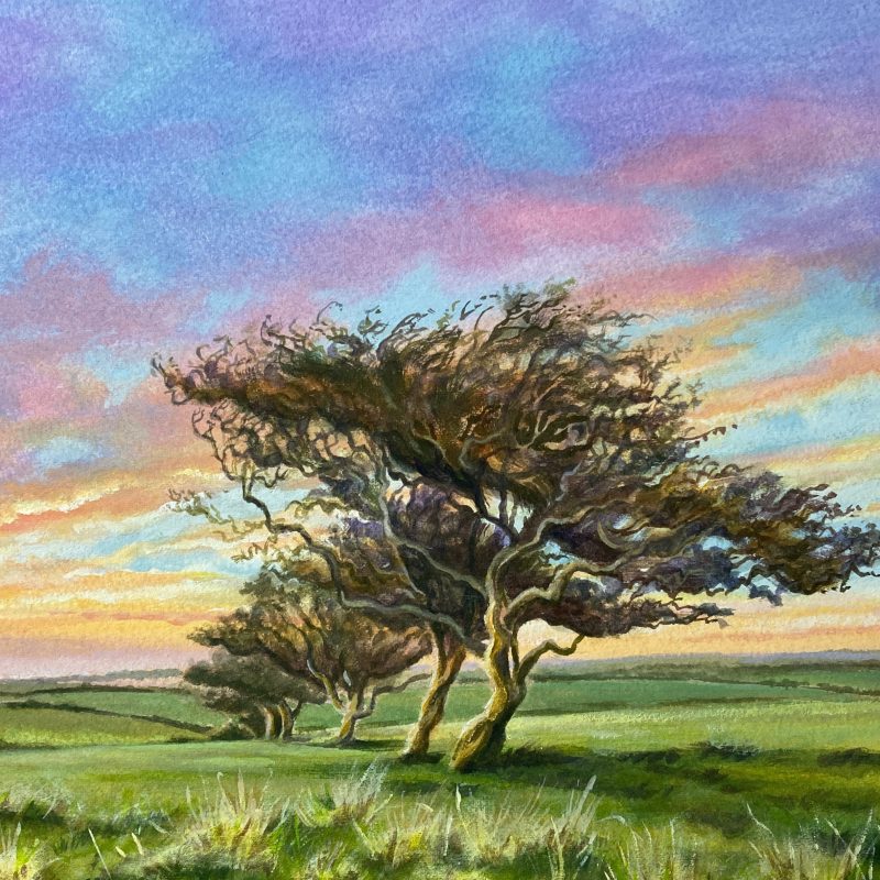 Hawthorn trees in sunset