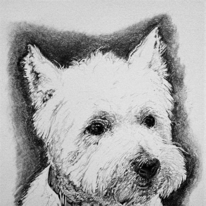 Drawing of a white Scottish Terrier, pencil on paper, 30 x 21cm