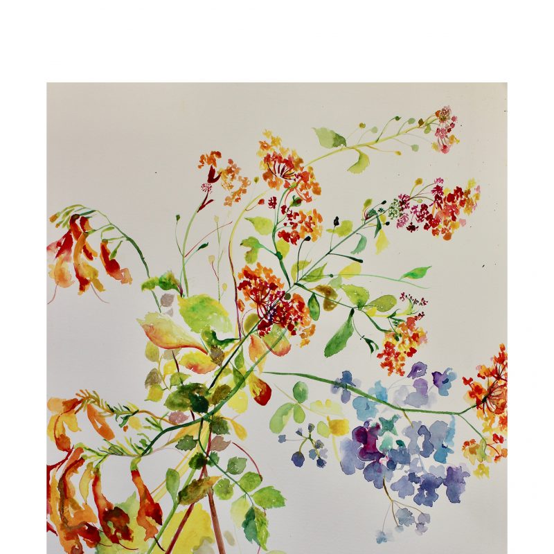 Spanish flowers watercolour on paper a delicate and detailed work