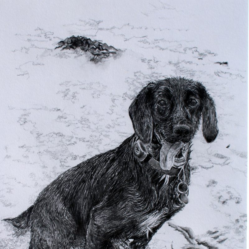 Inca the mixed breed on the beach with seaweed and rocks, pencil, graphite and pen on paper, 42 x 30cm