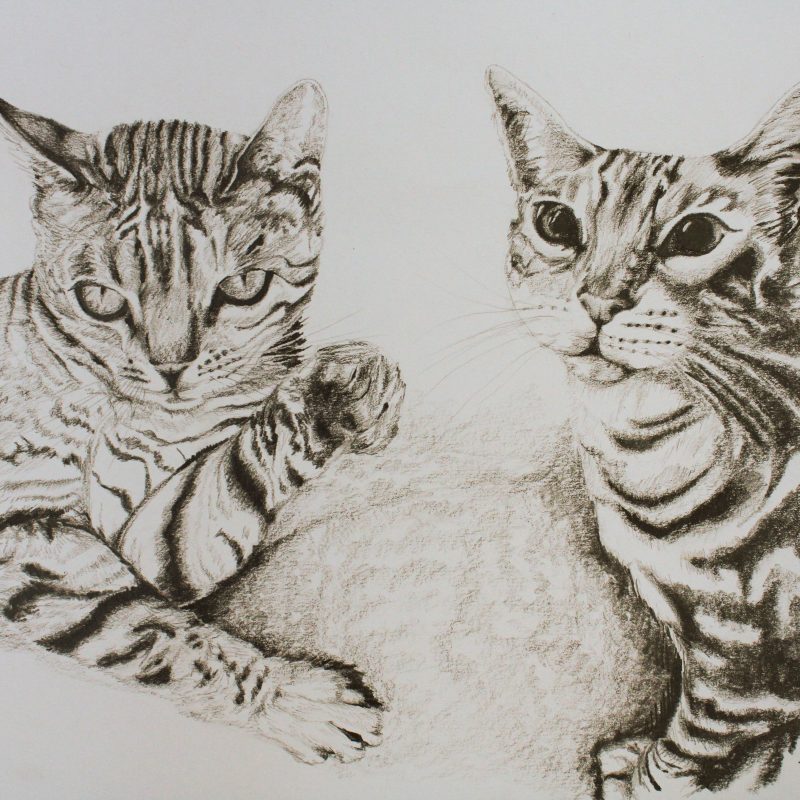 Drawing of two Bengal cats, pencil on paper, 42 x 30cm