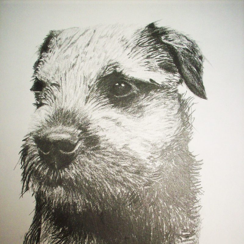 Stubbs the Border Terrier, pencil on paper, 30 x 21cm