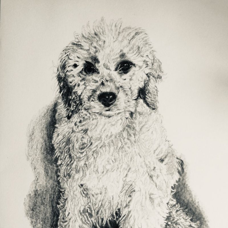 Sully the Cockapoo puppy, pencil on paper, 30 x 21cm