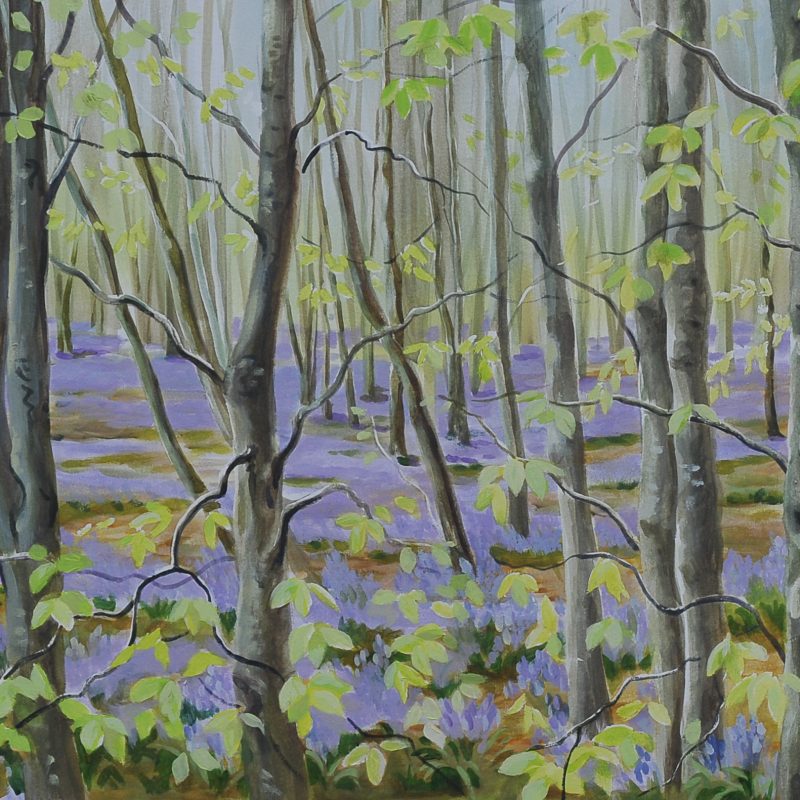 watercolour of bluebell wood