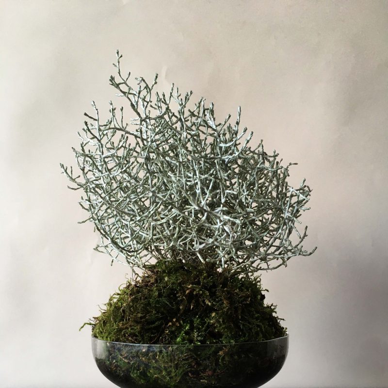 little grey tree like plant in a vintage glass bowl