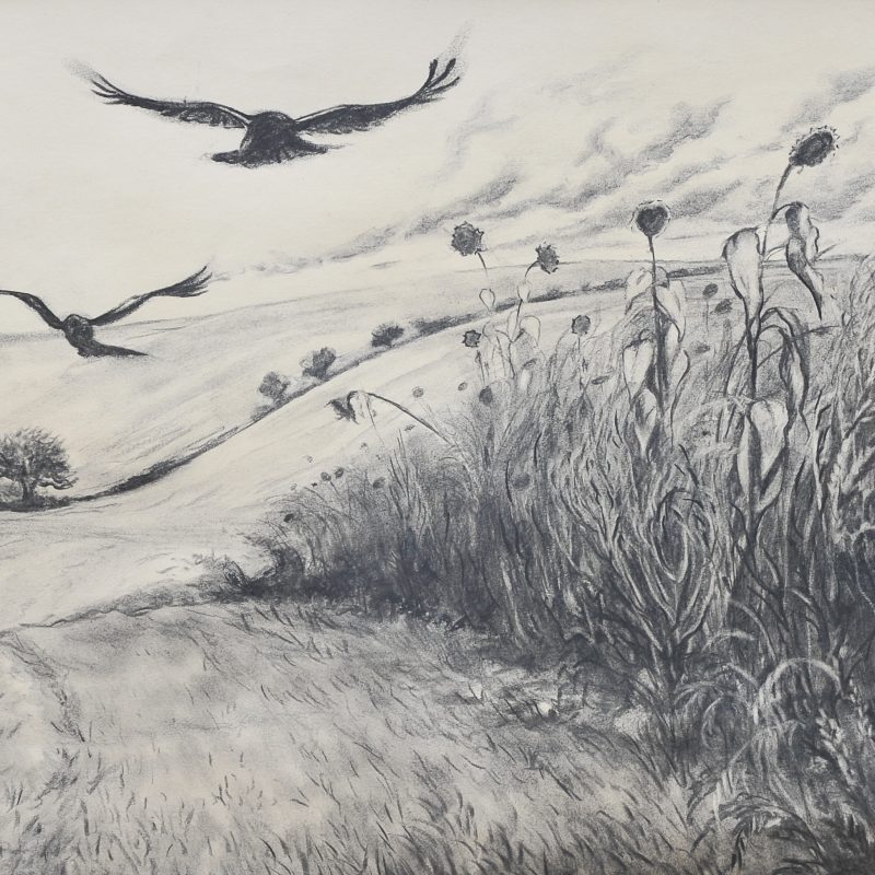 Charcoal of crows flying by sunflowers at Mile Oak