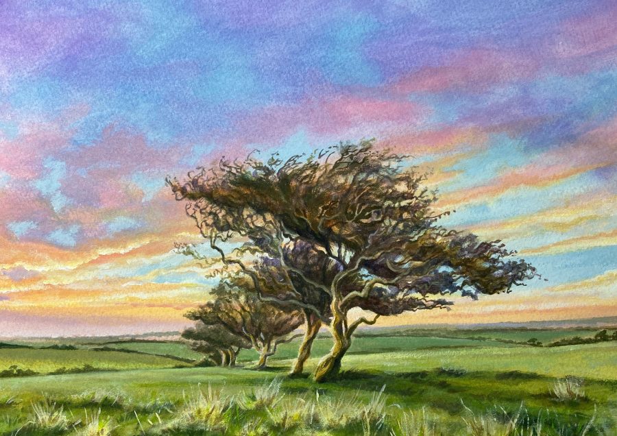 watercolour of a hawthorn tree with a sunset behind