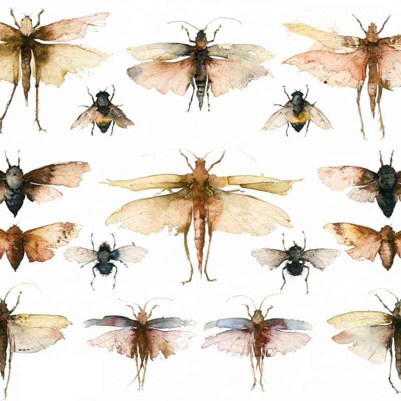 Watercolour moths arranged as display from a museum