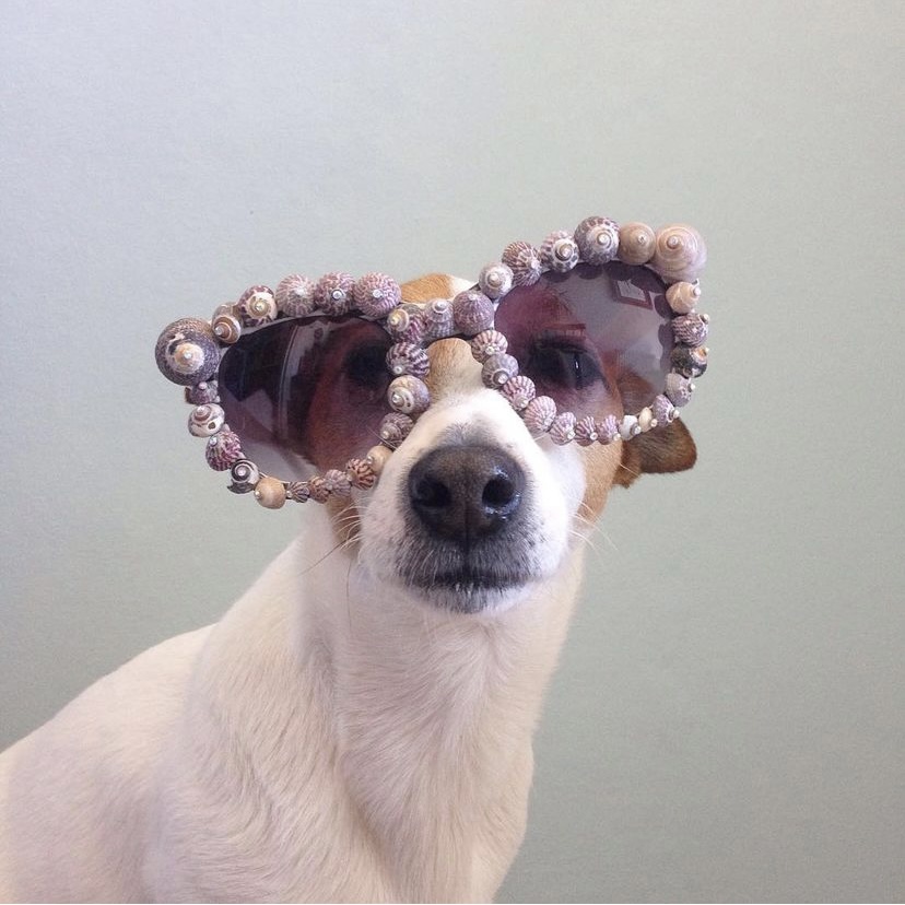 Jack Russell posing with a pair of seashell encrusted sunglasses 