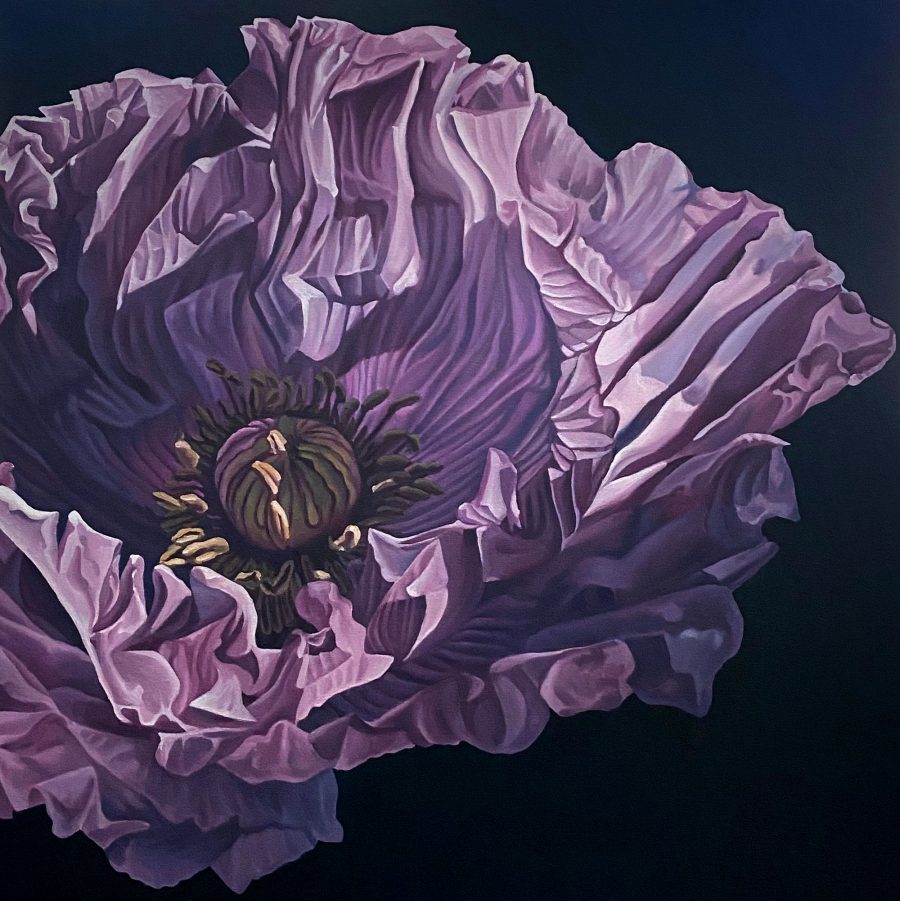 A painting of a purple poppy on a dark background