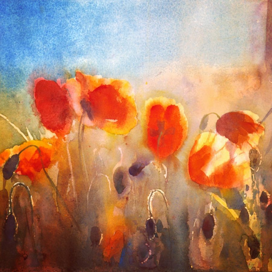Several sunlit poppies in a Tuscan field