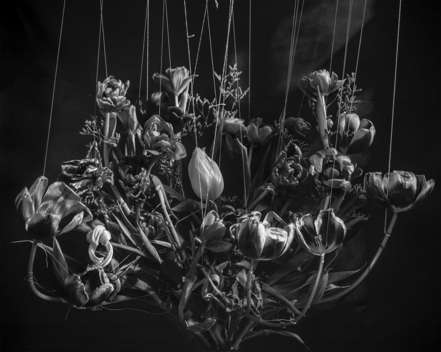 black and white photograph of a carefully constructed still life of flowers / foliage, draped, sewn, tied, bound and suspended .