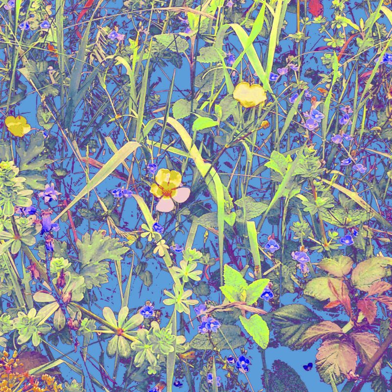 Wild flowers in host of colours against vivid blue background.