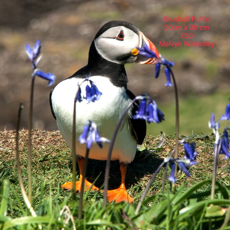 Puffin with bluebell on Scottish isle