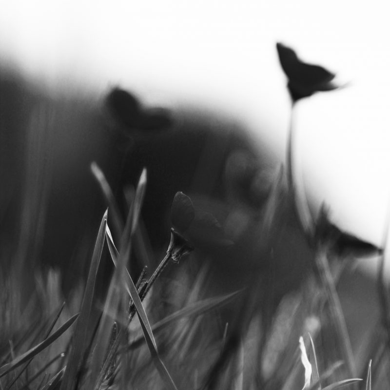 soft focus black and white photograph of buttercups