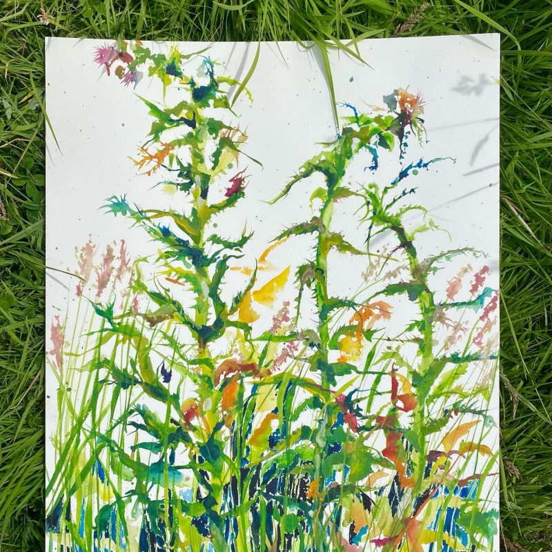 Watercolour of Marsh thistles and red vein dock