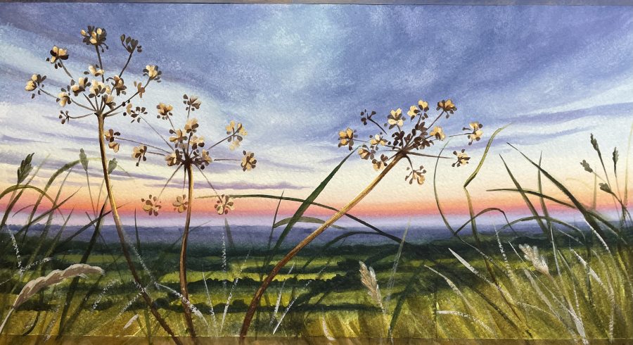 Watercolour of cow parsnip with sunset and downs landscape behind