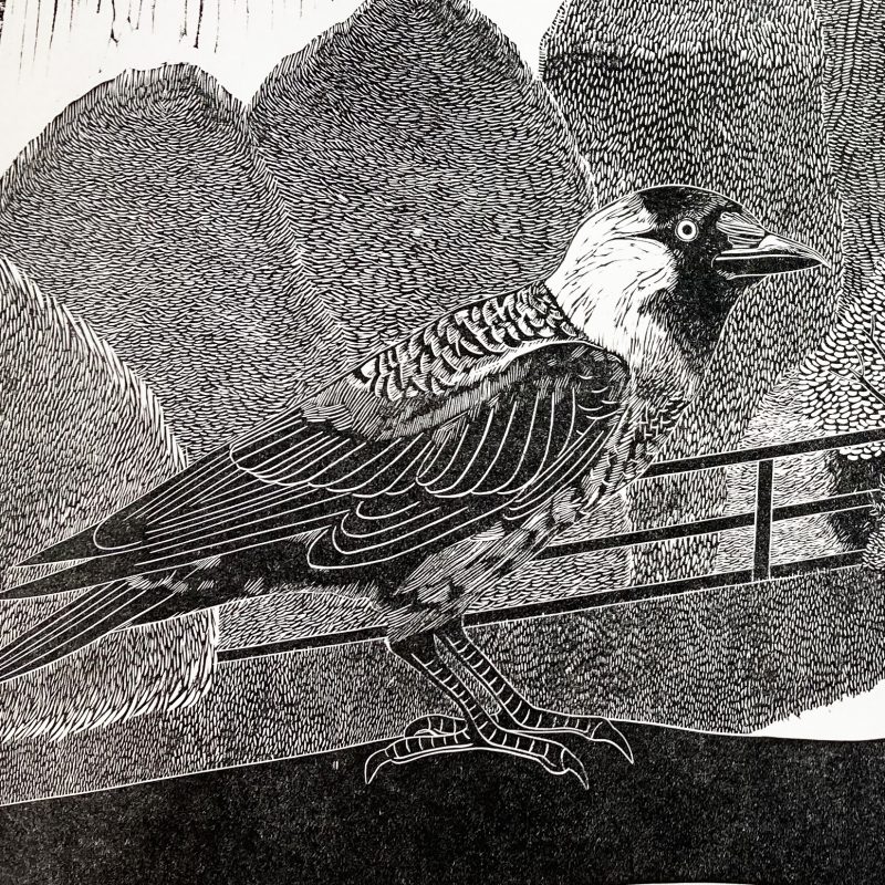 A detail of a black and white linocut print of a jackdaw on a branch with foliage in the background