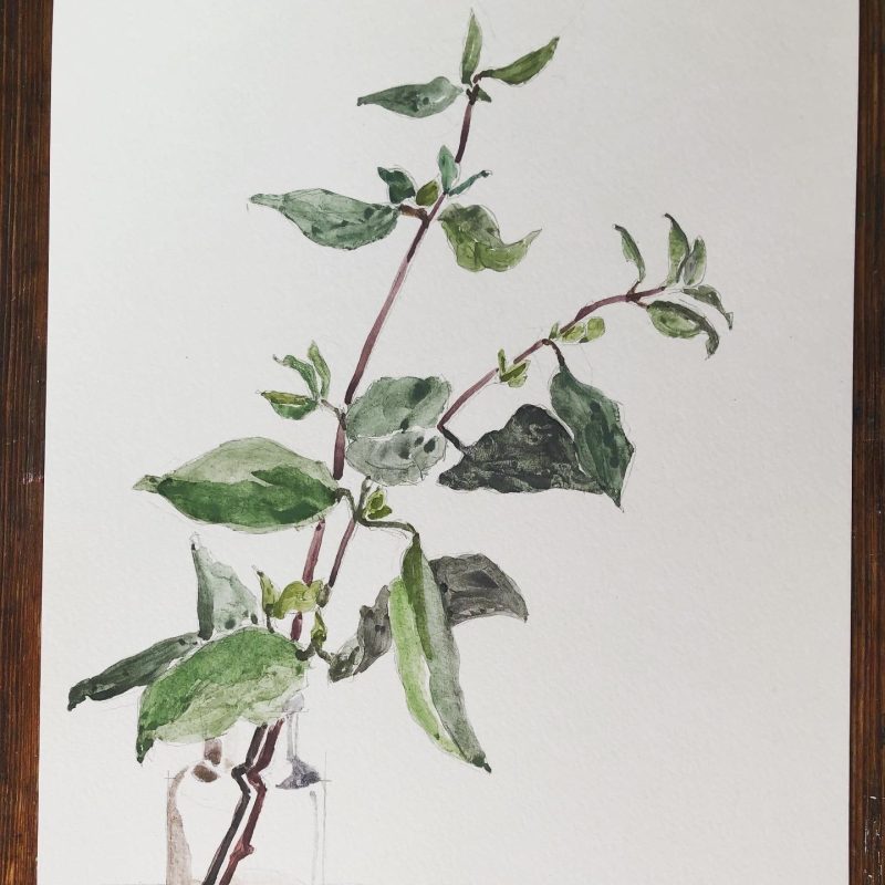 Watercolour of glass vase with honeysuckle cutting