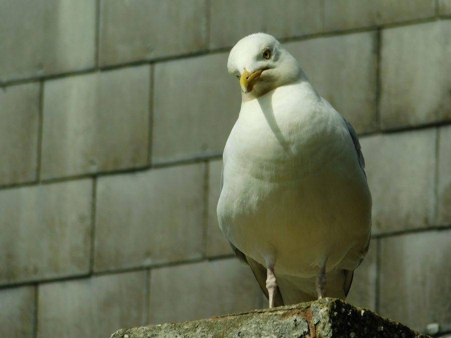 A seagull looks at the camera in a quizzical way! 