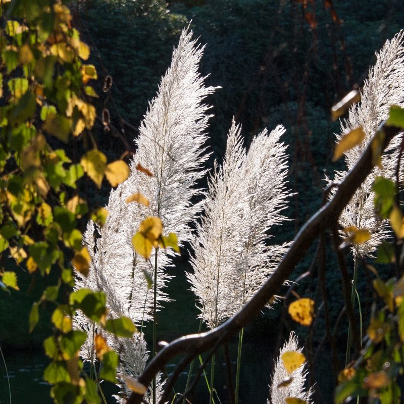 Glorious grasses and leaves captured by photograph on canvas.