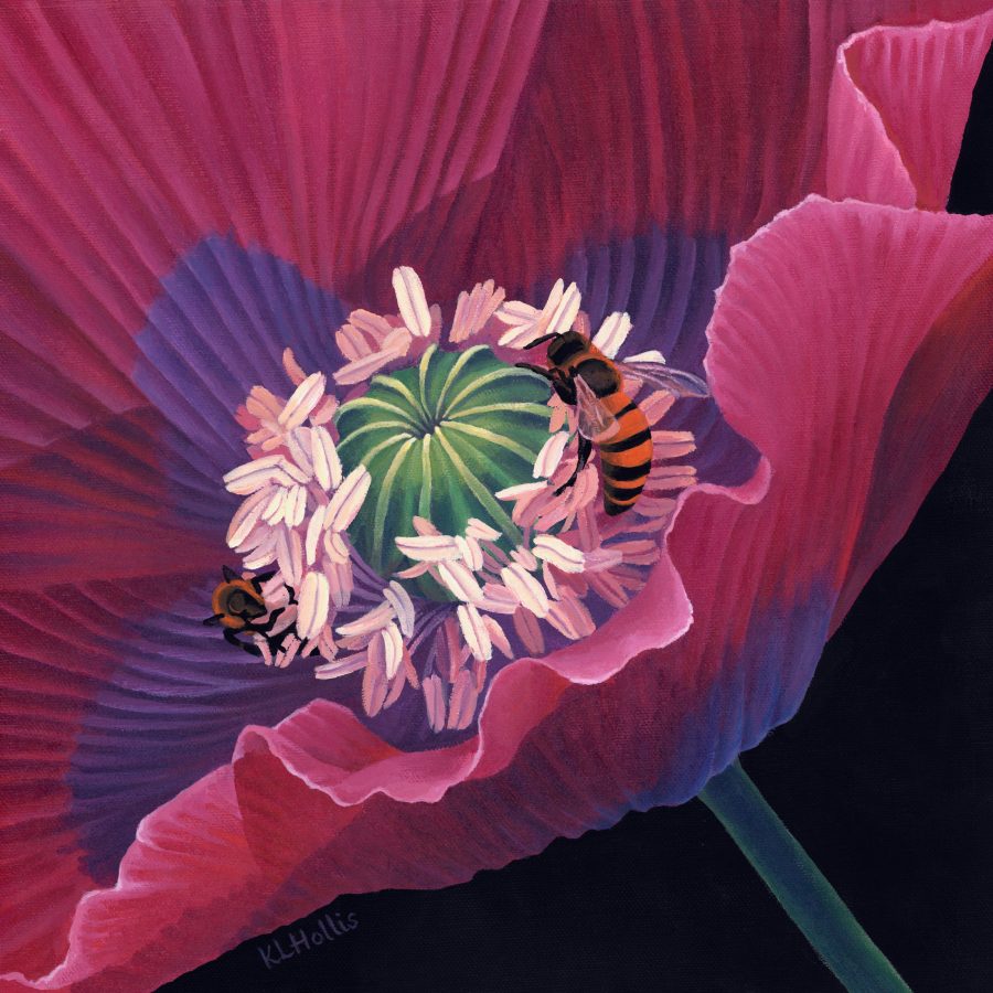 A poppy flower with two bees on the stamens