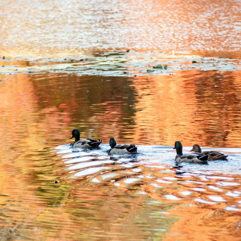 On golden water, reflecting the trees, a family of 4 ducks swim away from the bank. Water reflecting golden orange light.