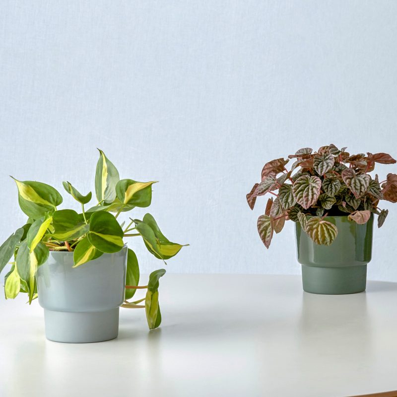 Medium planters in blue-grey and forest green with lush plants displayed on table