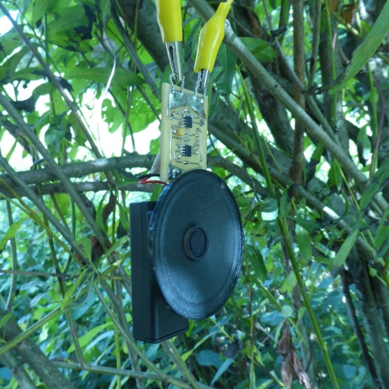 Electronics hung in tree, amplifying the sound of the tree energy.