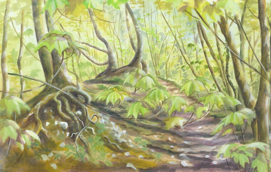 watercolour of path through woods fresh greens
